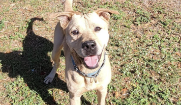 Shelter dog of the week: Prince